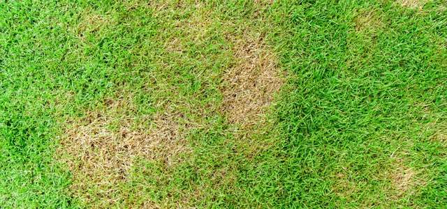 Diseased lawn found nearby in New York.