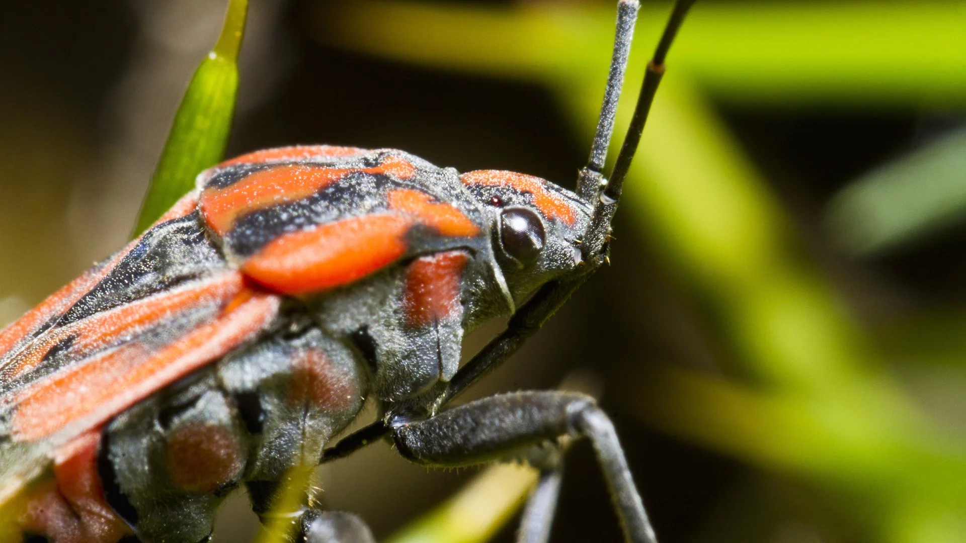 Don’t Let Chinch Bugs Destroy the Lawn on Your Commercial Property