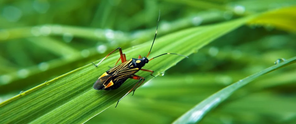 A chinch bug on a blade of grass in Alpine, NJ.