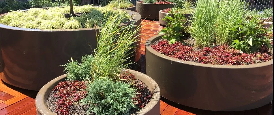 Circular, commercial landscape beds in Alpine, NJ, with a variety of plants.