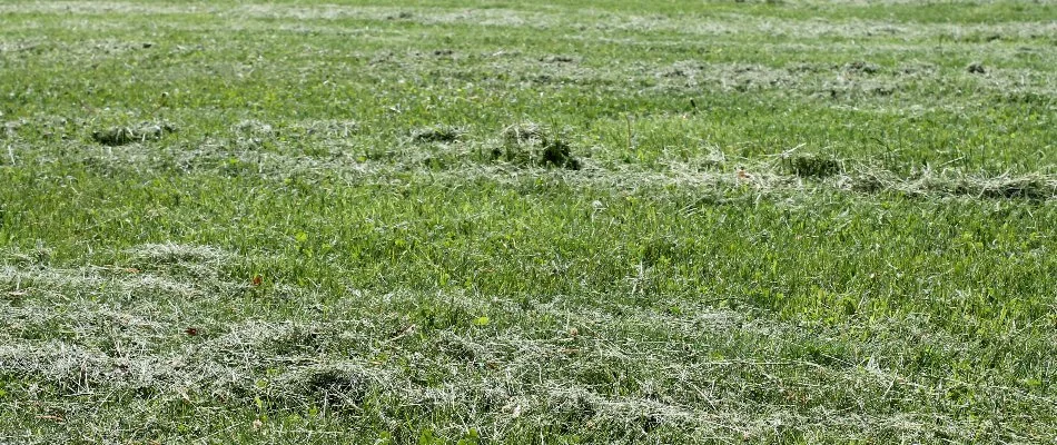 A lawn in Alpine, NJ, with grass clippings.