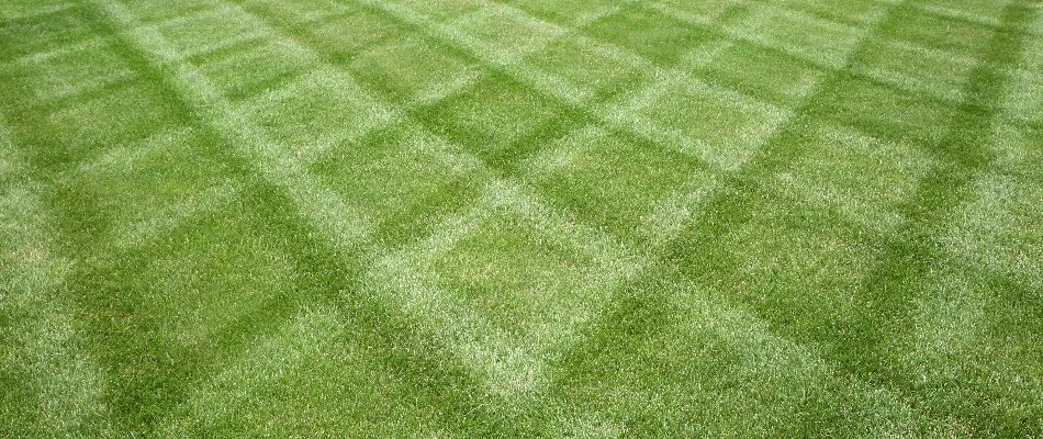 Lawn in Alpine, NJ, with rotated mowing patterns.