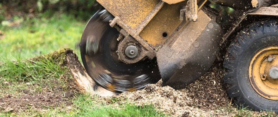 A machine grinding a tree stump in Alpine, NJ.