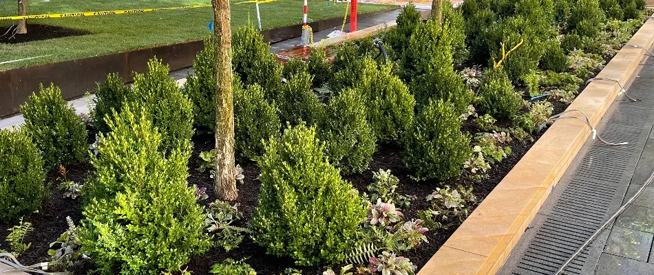 Landscape bed in Essex County, NJ, with mulch, shrubs, and plants.