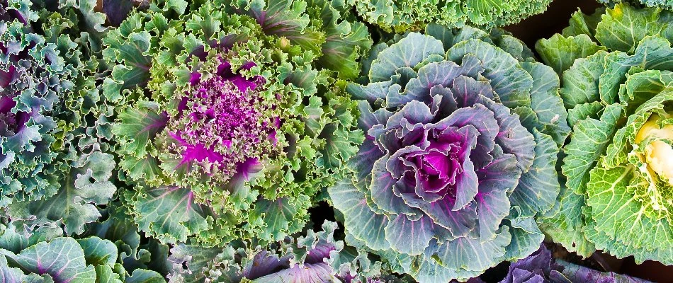 Ornamental cabbages on a landscape in Tarrytown, NY.