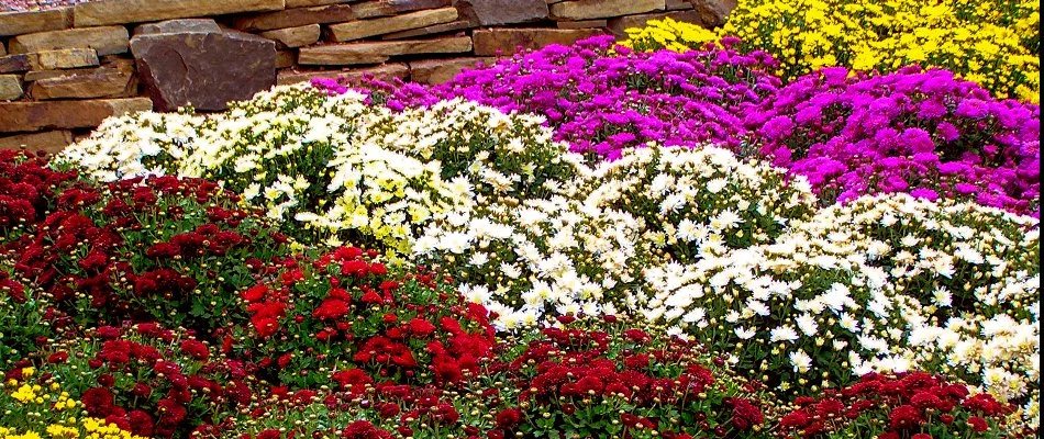 Red, white, yellow, and purple chrysanthemums in Tarrytown, NY.