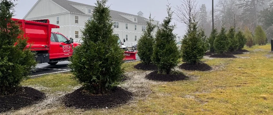 Freshly-planted trees near apartments in Alpine, NJ.