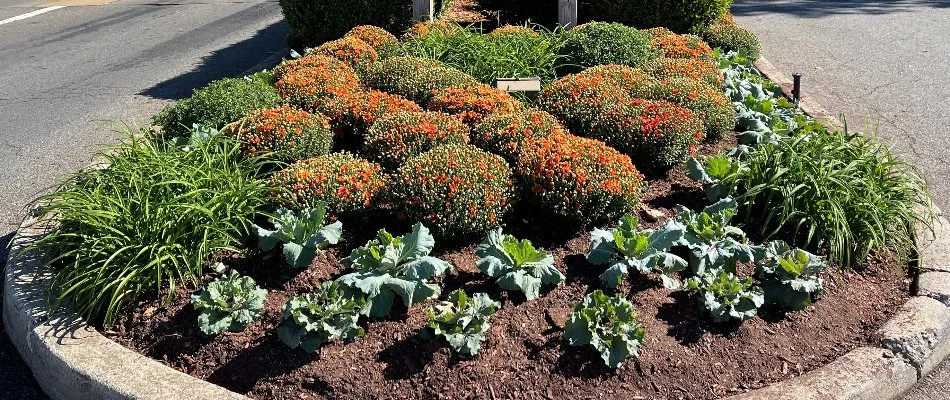Trimmed shrubs and small plants on a landscape bed in Sullivan County, NY.