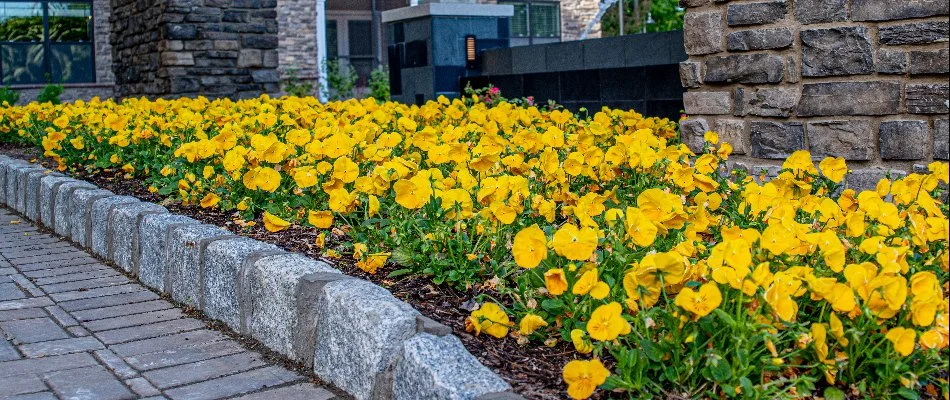 Yellow flowers on a landscape bed with decorative edging in Sullivan County, NY.